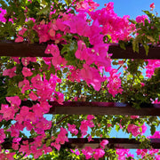 Bougainvillea Seeds, Bougainvillea spectabilis Flower Seeds