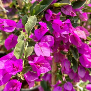 Bougainvillea Seeds, Bougainvillea spectabilis
