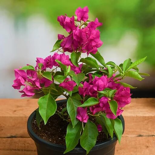 Bougainvillea Seeds, Bougainvillea spectabilis