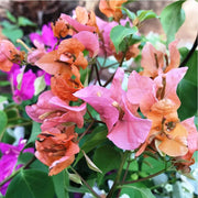 Bougainvillea Seeds, Bougainvillea spectabilis Flower Seeds