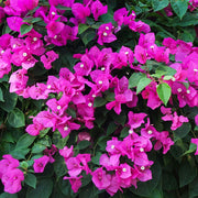 Bougainvillea Seeds, Bougainvillea spectabilis Flower Seeds
