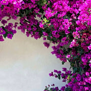 Bougainvillea Seeds, Bougainvillea spectabilis Flower Seeds