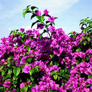 Bougainvillea Seeds, Bougainvillea spectabilis