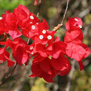 Texas Dawn Bougainvillea Seeds