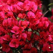 Texas Dawn Bougainvillea Seeds