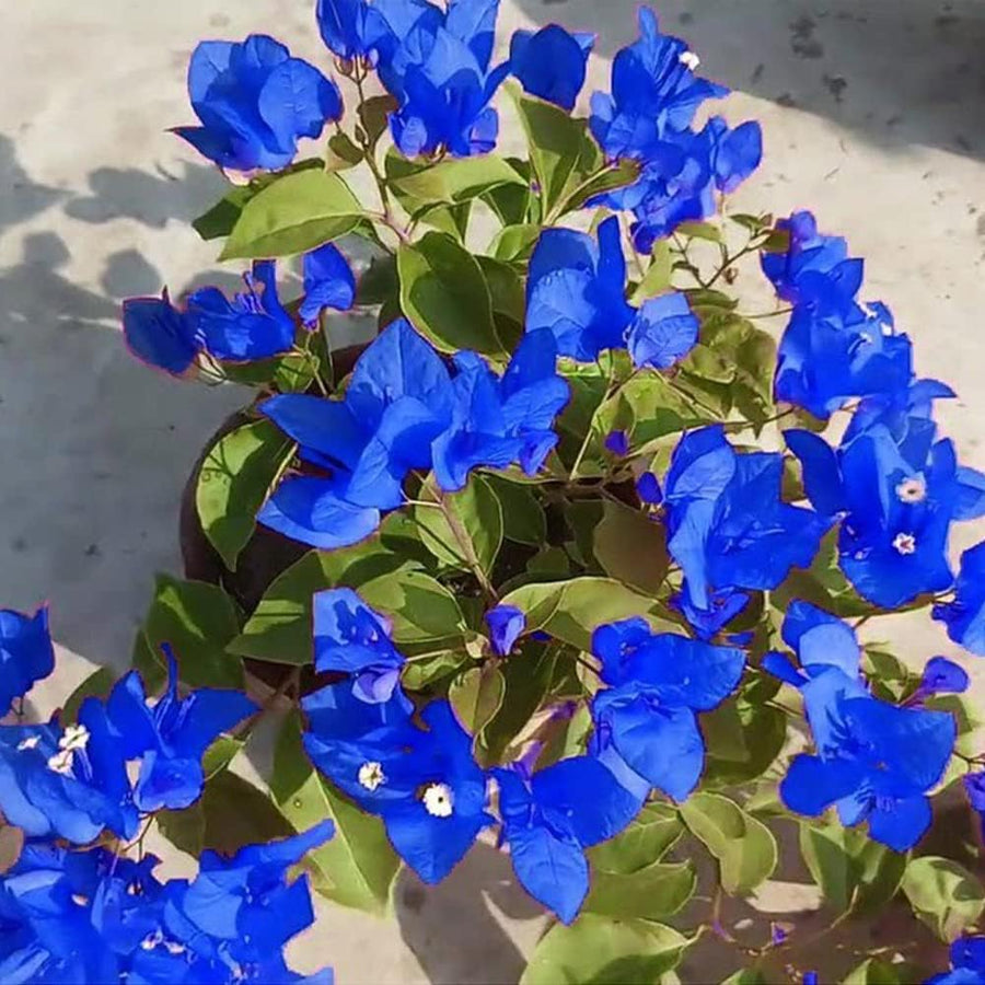 Tropical Climbing Vine Bougainvillea Seeds