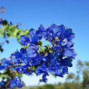 Tropical Climbing Vine Bougainvillea Seeds
