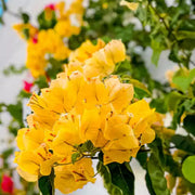 Yellow Bougainvillea Seeds