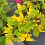 Yellow Bougainvillea Seeds