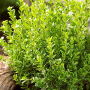 Japanese Boxwood Seeds