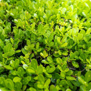 Japanese Boxwood Seeds