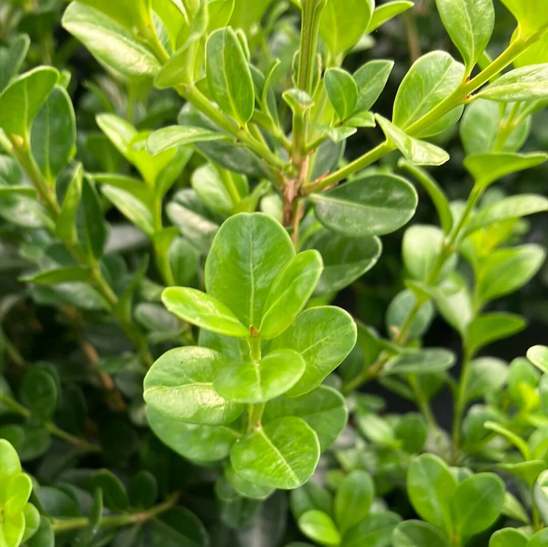 Japanese Boxwood Seeds