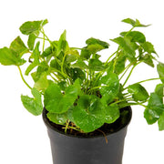 Brahmi Seeds - Herbal Plant For Home Gardens
