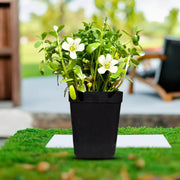 Brahmi Seeds - Herbal Plant For Home Gardens