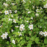 Brahmi Seeds - Herbal Plant For Home Gardens