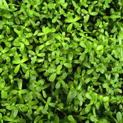 Brahmi Seeds - Herbal Plant For Home Gardens