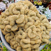 Rare Crested Brain Cactus Seeds, Herbal