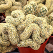 Rare Crested Brain Cactus Seeds, Herbal