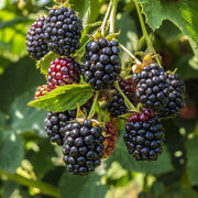 Blackberry Bramble Seeds