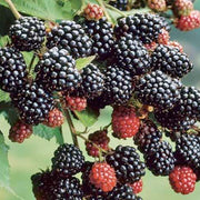 Blackberry Bramble Seeds