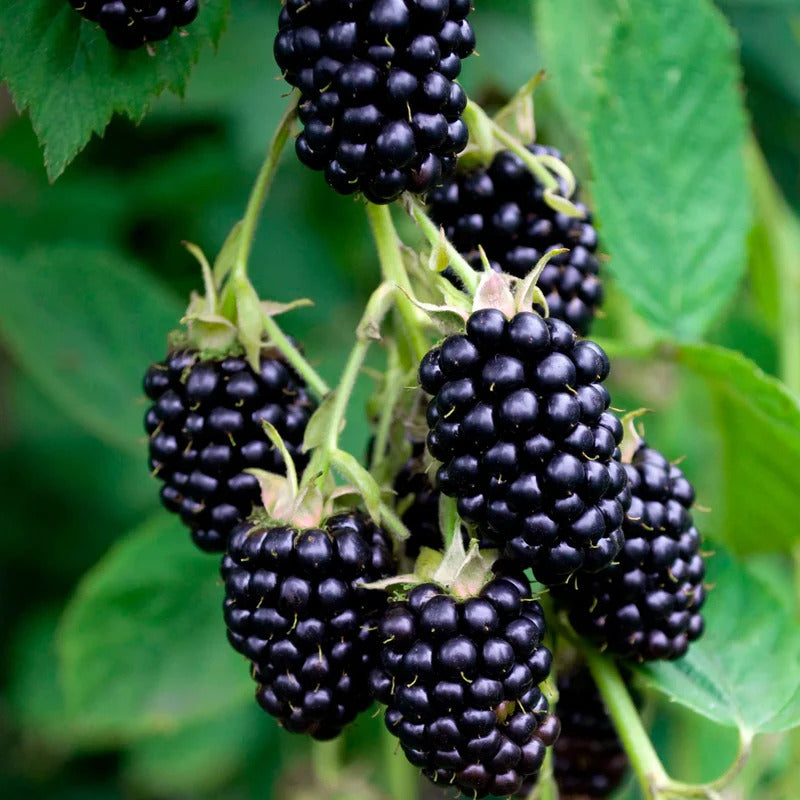 Blackberry Bramble Seeds