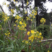 Mustard Yellow Seeds - Sinapis alba Vegetable Seeds