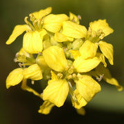 Mustard Black Seeds - Brassica nigra Vegetable Seeds