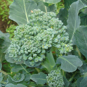 Brassica oleracea Broccoli Seeds