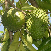 Brazilian Paw Paw Seeds