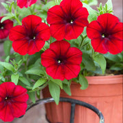 Red Color Petunia Seeds