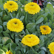 Bright Garden Flower Pack Seeds