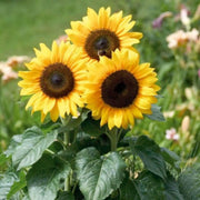 Bright Garden Flower Pack Seeds