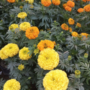 Bright Garden Flower Pack Seeds