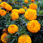 Bright Garden Flower Pack Seeds