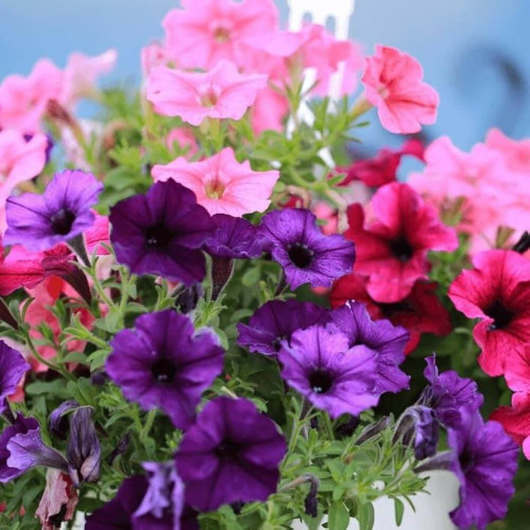 Bright Mexican Pansy Seeds