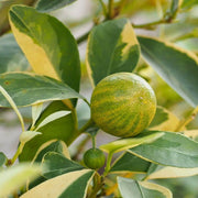 Citrus Pink Eureka Lemon Seeds