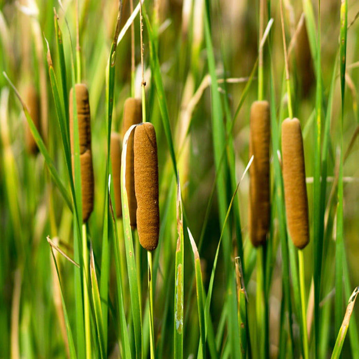 Wetland Broadleaf Cattail Seeds, Herbal