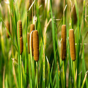 Wetland Broadleaf Cattail Seeds, Herbal