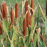 Wetland Broadleaf Cattail Seeds, Herbal