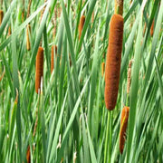 Wetland Broadleaf Cattail Seeds, Herbal