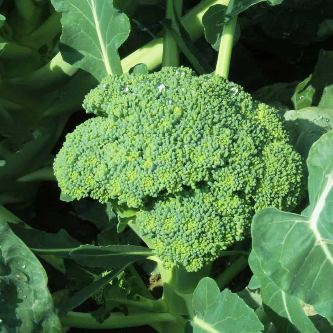 Brassica oleracea Broccoli Seeds
