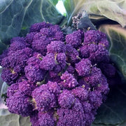Early Purple Broccoli Seeds
