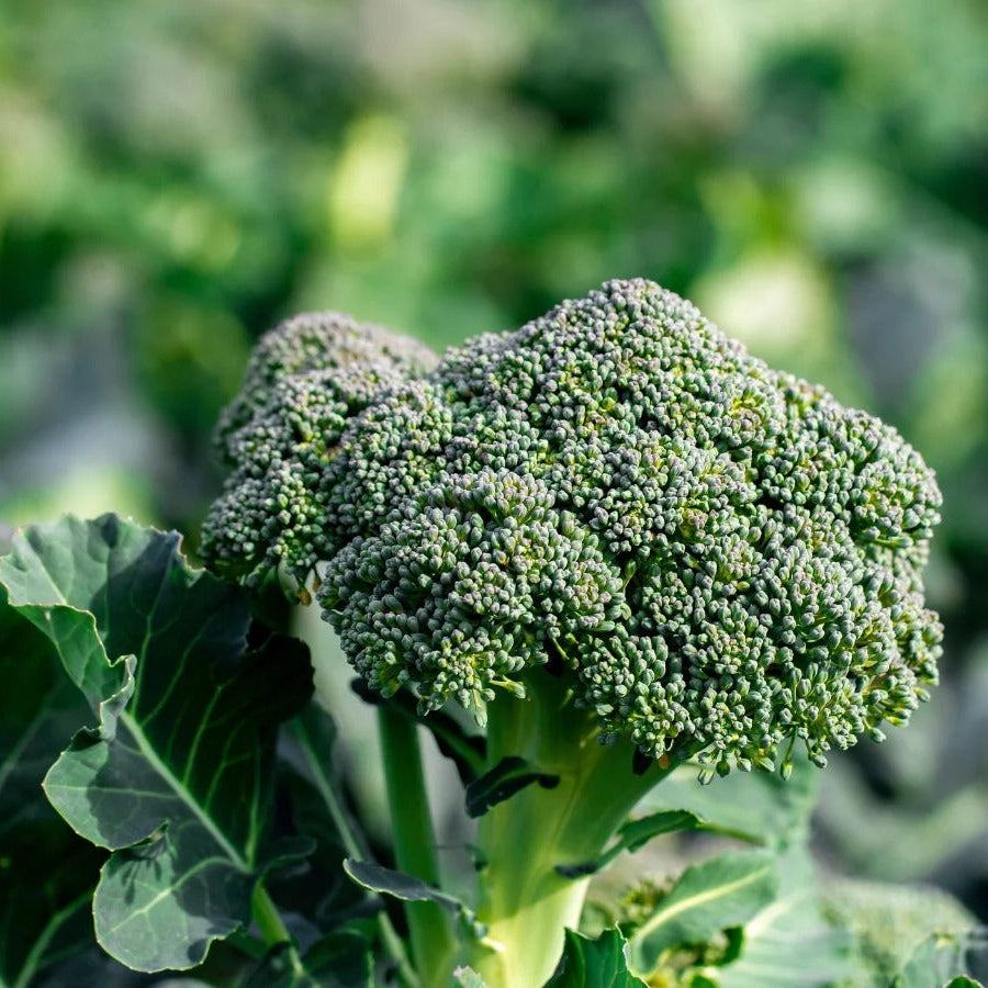 Gai Lan Broccoli Seeds