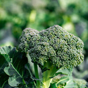 Gai Lan Broccoli Seeds