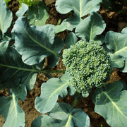 Gai Lan Broccoli Seeds