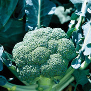 Broccoli Seeds