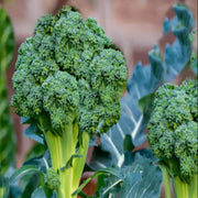 Broccoli Seeds