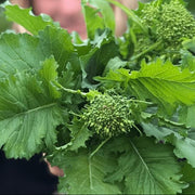 Rapini Broccoli Raab Seeds