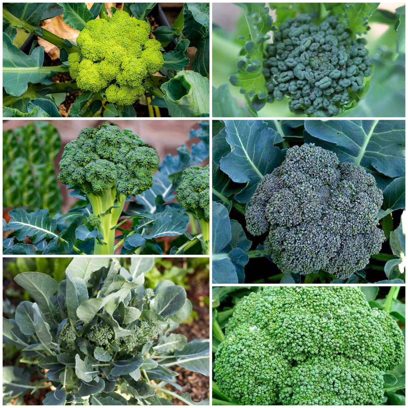 Broccoli Seeds - All In One For Home Gardens