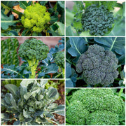 Broccoli Seeds - All In One For Home Gardens
